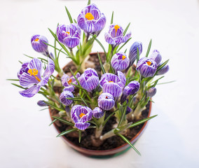 Spring crocuses bouquet