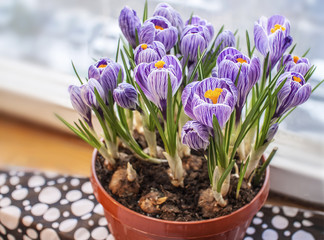 Spring crocuses bouquet