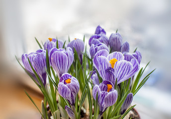 Spring crocuses bouquet
