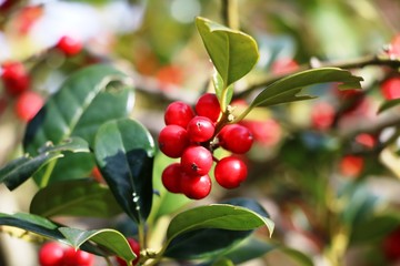 Holly Branch with red berries under blue sky 