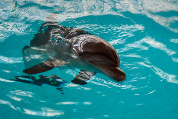 dolphin in blue water