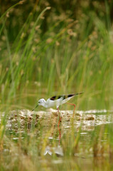 Black-winged Stilt in the grass