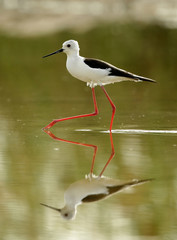Obraz premium Black-winged Stilt walking
