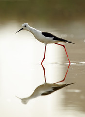  Black-winged Stilt