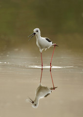 Black-winged Stilt