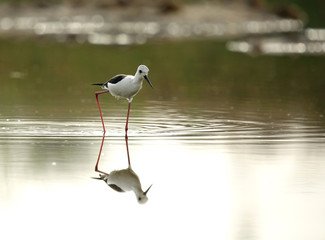 Obraz premium Black-winged Stilt moving 
