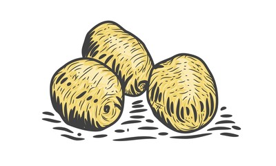 Potatoes Drawing