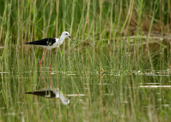  Black-winged Stilt and green grass 