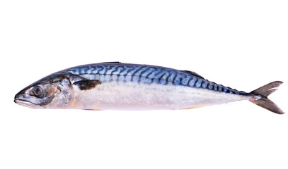 Mackerel fish