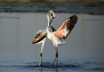 Greater Flamingos in Eker 