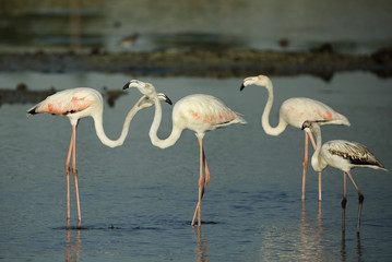 Fototapeta na wymiar Greater Flamingos