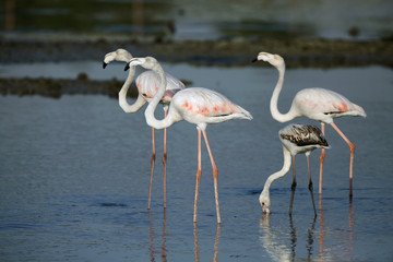  Greater Flamingos at Eker coast 