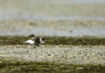  Lesser sand plover 