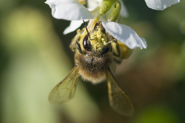 Bee and flower