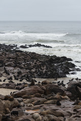 Fototapeta na wymiar Fur Seal colony at Cape Cross (Namibia)