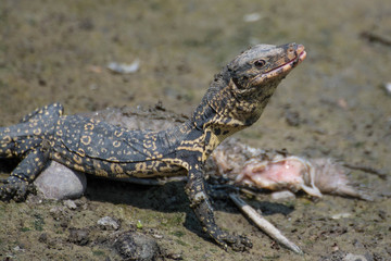 little Varanus salvator eating rotten fish