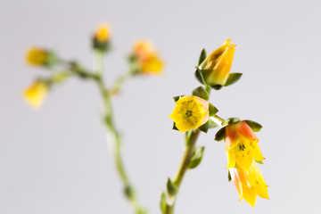 Yellow flowers succulent Echeveria on a white background