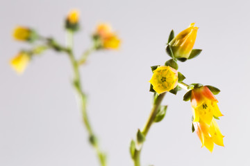 Yellow flowers succulent Echeveria on a white background