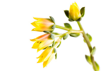 Yellow flowers succulent Echeveria on a white background