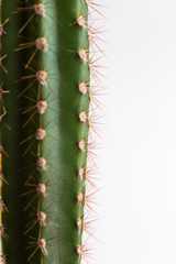 A similar picture of the branch of  long cactus on a white background