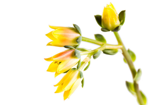 Fototapeta Yellow flowers succulent Echeveria on a white background