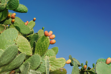 Prickly pear (Fichi d india) Sicily