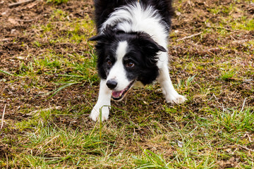 Fototapeta premium Hund