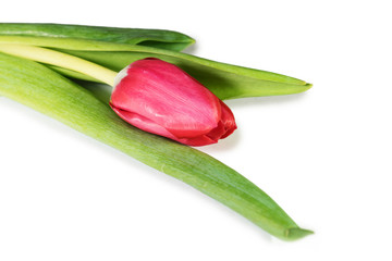 tulip
