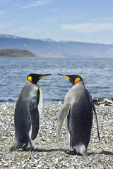 two king pinguins near sea