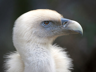 Griffon vulture (Gyps fulvus)