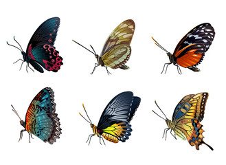 Naklejka premium Six colorful butterflies sitting on a white background