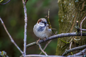 Sparrow sitting on the bough
