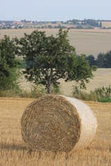 Harvesting crop field