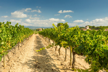 Fototapeta na wymiar Vineyards with harvest of white grapes