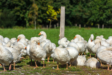 Geese gaggle grazing on green grass
