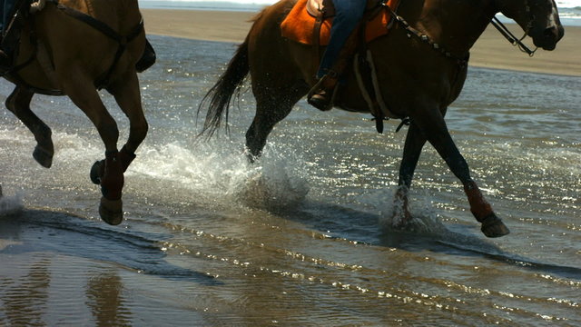 Horses running through water, slow motion