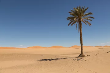 Abwaschbare Fototapete Sandige Wüste Palmen in der Sandwüste von Merzouga