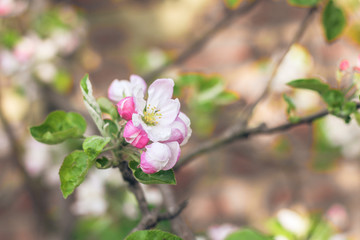 Цветущая яблоня