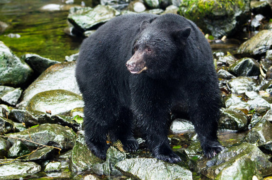 A Black Bear Looking For Fish In River,Vancouver Island, Canada 