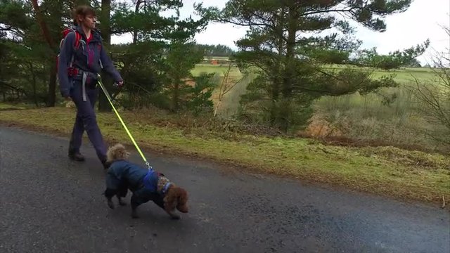 A hiker out walking their dog on an extender lead along a road