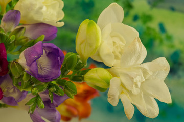 Freesia flowers on bright background