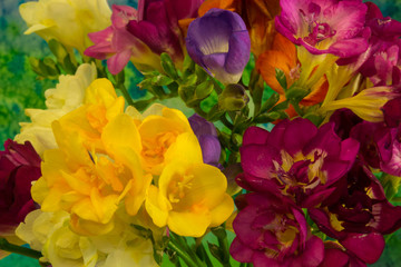 Freesia flowers on bright background
