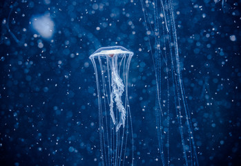Plakat Jellyfish