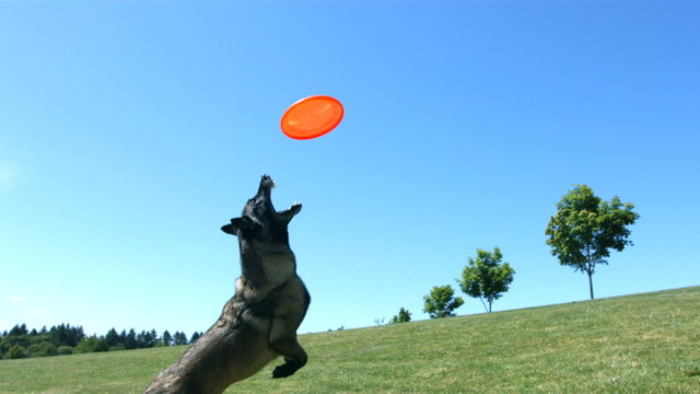 Dog jumps and catches disc, slow motion