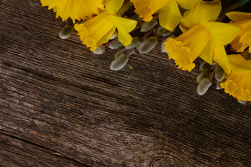 spring narcissus with catkins