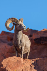 Naklejka premium Desert Bighorn Sheep Ram in Nevada