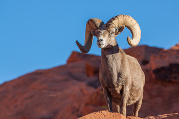Fototapeta premium Desert Bighorn Sheep Ram in Nevada