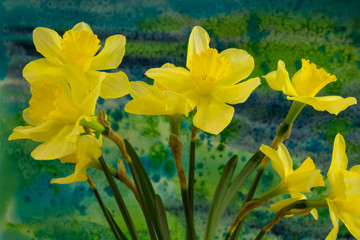 Narcissus flowers on the bright background