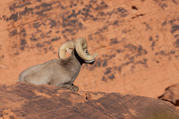 
Desert Bighorn Sheep Ram in Nevada