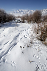 Fototapeta na wymiar Winter landscape Rocky Mountains in Utah with animal tracks in t